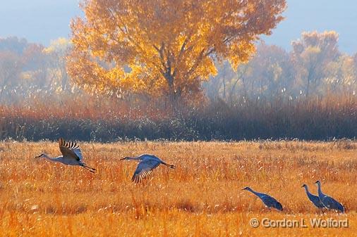 Sandhill Cranes_73556.jpg - Sandhill Cranes (Grus canadensis) taking flightPhotographed in the Bosque del Apache National Wildlife Refuge near San Antonio, New Mexico, USA.